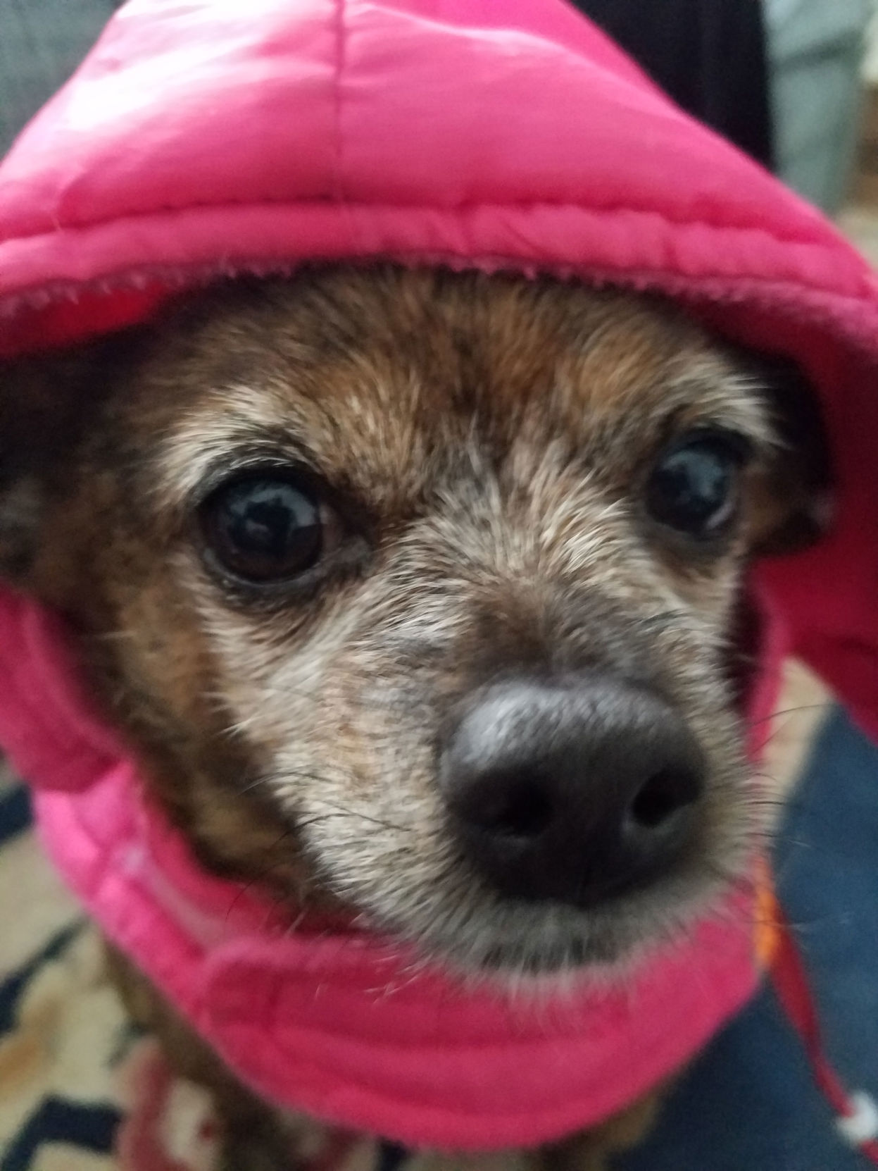 The Times Cutest Pets of Winter 2018